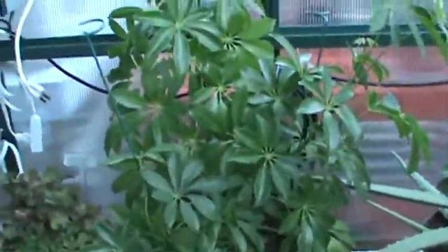 Schefflera Plant