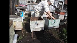 как лучше пересадить семью пчел из одного улья в другой