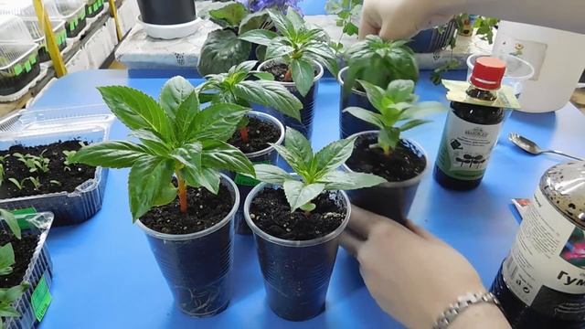 ???Лучшее калийное удобрение для рассады цветов ! А также для комнатных цветов смотреть онлайн