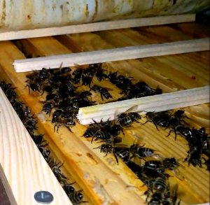 Кладем рейки в улья! Какой материал пойдет для холста в улья