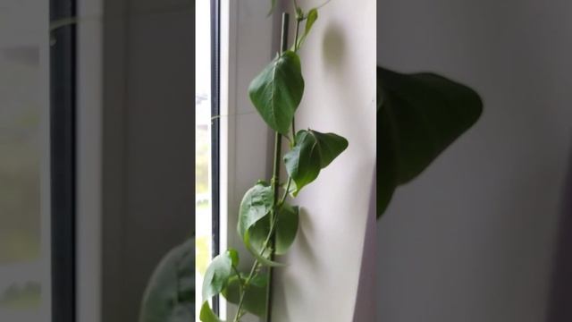 маракуйя пассифлора съедобная гэлакси. дома, в квартире в горшке на подоконнике. растёт быстро. смотреть онлайн