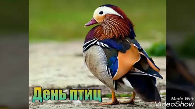 День птиц, как это? смотреть онлайн