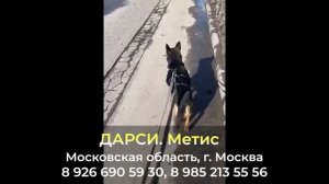 Пропала собака ! ДАРСИ , Московская область , г. Москва