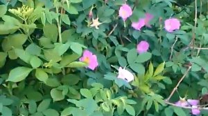 Как цветет шиповник