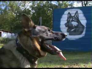 Ярославские кинологи — призеры Всероссийских соревнований