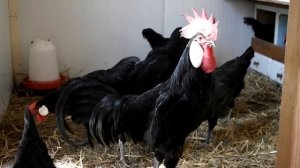 Minorka kury i kogut, Minorca, Minorka Hühner, La gallina Menorca