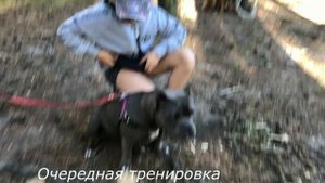 Американский булли покет Бони первые тренировки