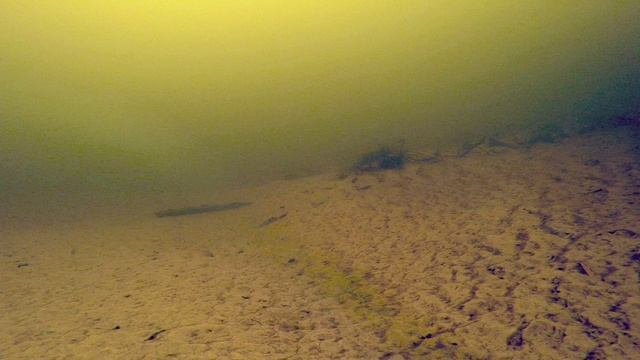 Подводное видео пескарей и ершей, рыба пескарь.