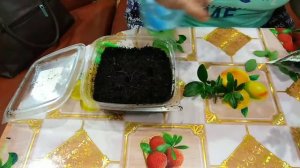 Укоренение азалии