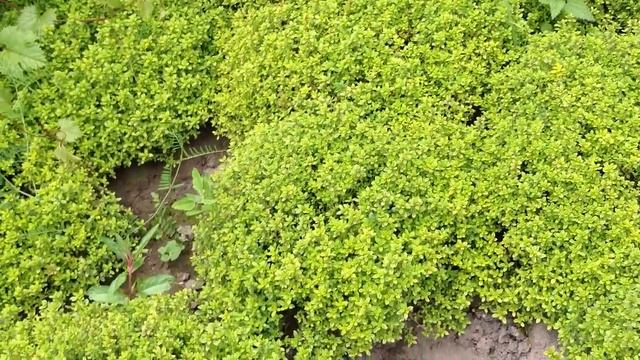 Тимьян (чабрец). Посадочный материал собственного производства. смотреть онлайн