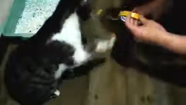 Как отучить кота гадить где попало