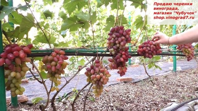 Виноград Полонез- думаю одна из лучших ранних форм без мускатного вкуса. Вкус гармонично-фруктовый
