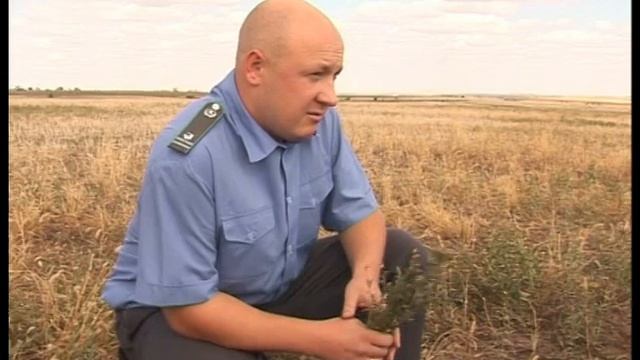 Горчак занимает волгоградские поля