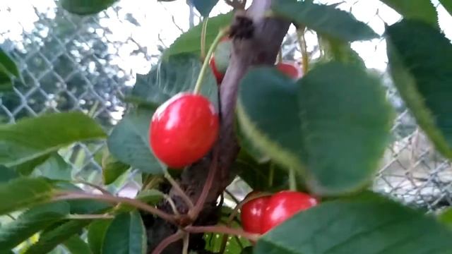 Черешня Стаккато(Staccato) смотреть онлайн