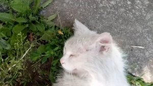 Как определить породу собаки и кота