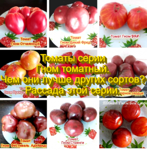 Томаты серии "Гном томатный". Чем они лучше других сортов? Рассада этой серии.