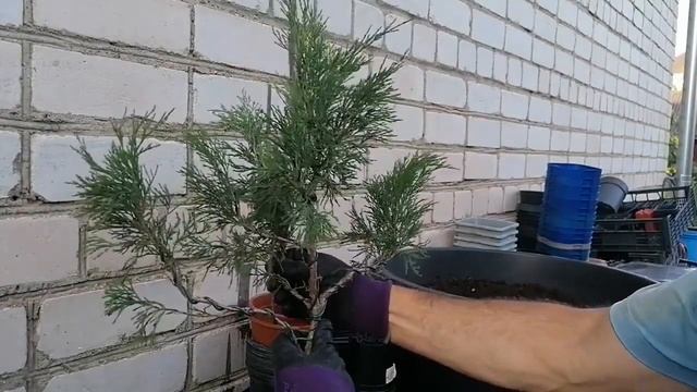 Bonsai Можжевельник казацкий Бонсай Отлично подходит для выращивания в качестве домашнего бонсай