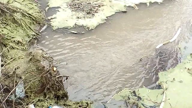 Труба с ривьер и уютных, сток в озеро смотреть онлайн