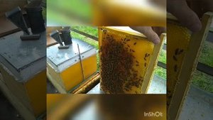 замена пчелиной матки быстрым способом