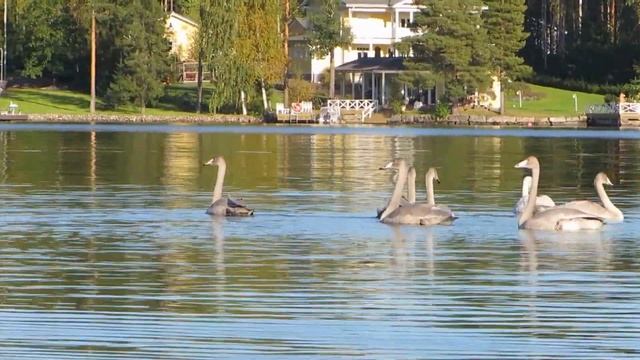 Дикие лебеди и их шесть птенцов-подростков смотреть онлайн