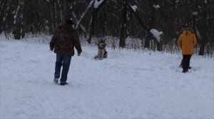 Восточно Европейская Овчарка.                                                Граф  на занятиях ОКД.