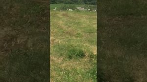 Откорм телят