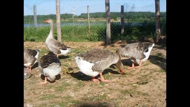 Великий Устюг. Первая прогулка гусёнка. смотреть онлайн