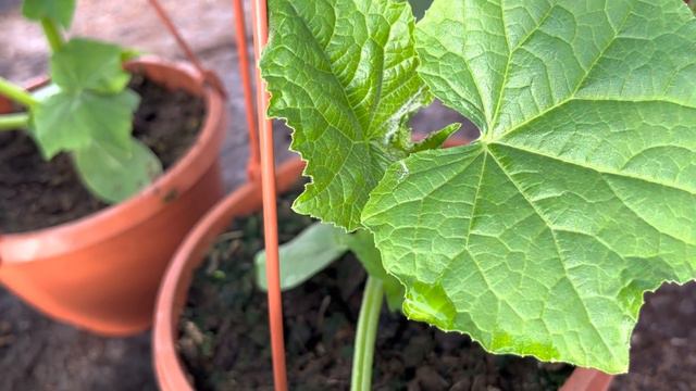 Нечаянно для себя нашла хороший способ выращивания рассады огурцов. смотреть онлайн