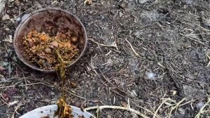 Кормим кур кашей. Рецепт каши для кур несушек.