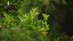 Макросъемка природы | Макро HD