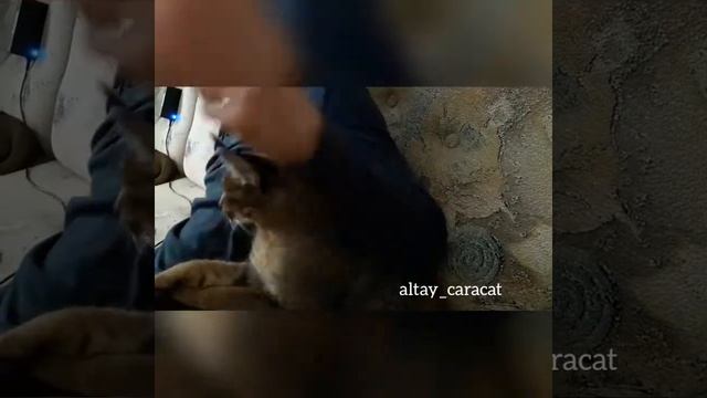 Аделина Каталея смотреть онлайн