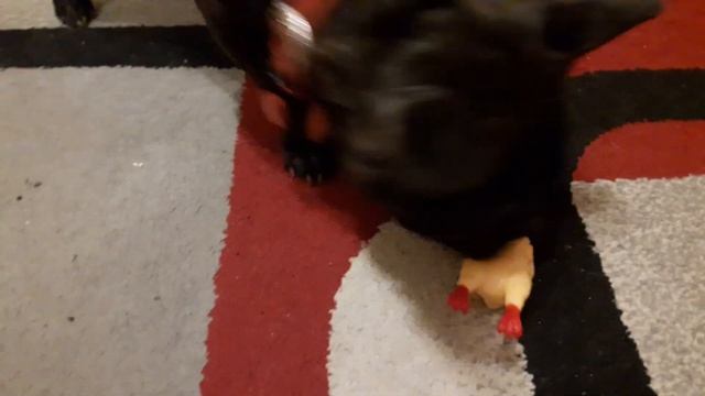 Французский бульдог Ася и мини курочка) смотреть онлайн