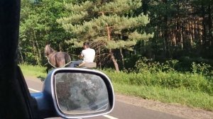 Орловский Рысак покупаем для души