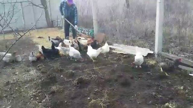 Самый дишовий корм для курочок и много яиц смотреть онлайн