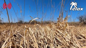 Wind Sound in the Reeds and the Gentle Singing of Birds