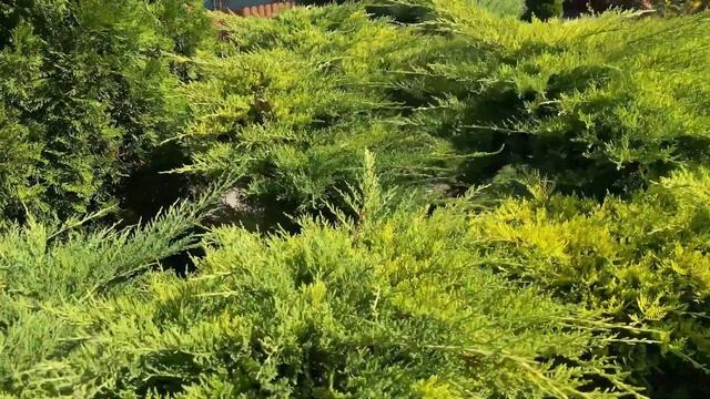 Как быстро растут туи? До какого размера? Отвечаю на вопросы покупателей смотреть онлайн