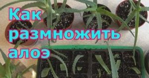 Как размножить алоэ.