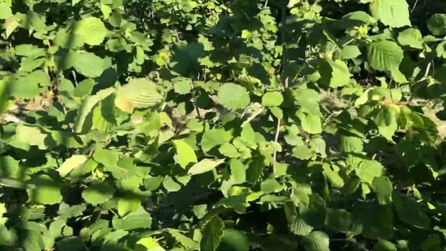 Двухлетние саженцы фундука Трапезунд. Урожай ореха 2020. смотреть онлайн