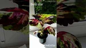 Колеус "Мозаика".