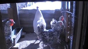 Пушкинская порода кур //ПТИЦА //