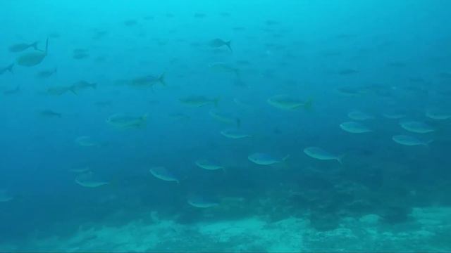 СТК «Батискаф» на острове Кокос , Коста Рика. Сентябрь 2017 г. смотреть онлайн