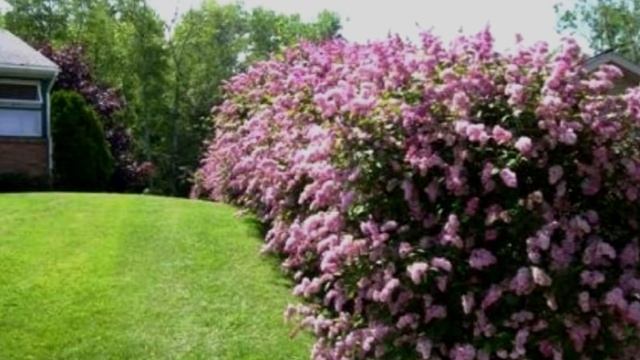 Садовый Центр Зелений Двір - СИРЕНЬ ВЕНГЕРСКАЯ С3 смотреть онлайн