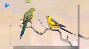 11 Класс - Биология - Видообразование