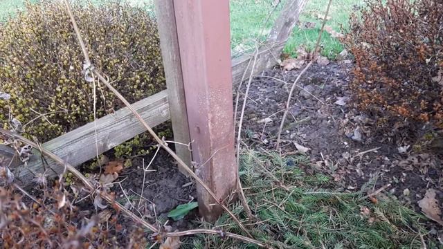 Весна - Клематисы! смотреть онлайн