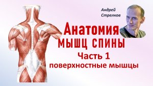 Мышцы спины. Анатомия поверхностных мышц спины