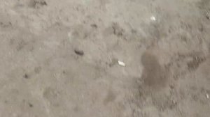 ремонт шакман