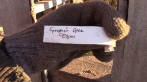 Обзор морозостойких орехов. Грецкие Орехи на Урале.