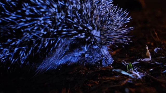 Глаза Ежа смотреть онлайн