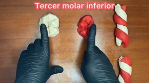 Cómo realizar un tercer molar inferior en plastilina. Morfología dental. Video N 43