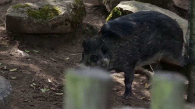 🔥Украина - Англия: кабан предсказал победителя матча Евро-2020! смотреть онлайн